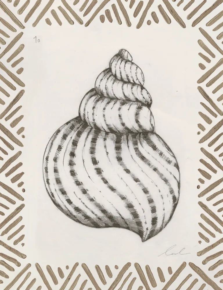 Pencil Shell Drawing I