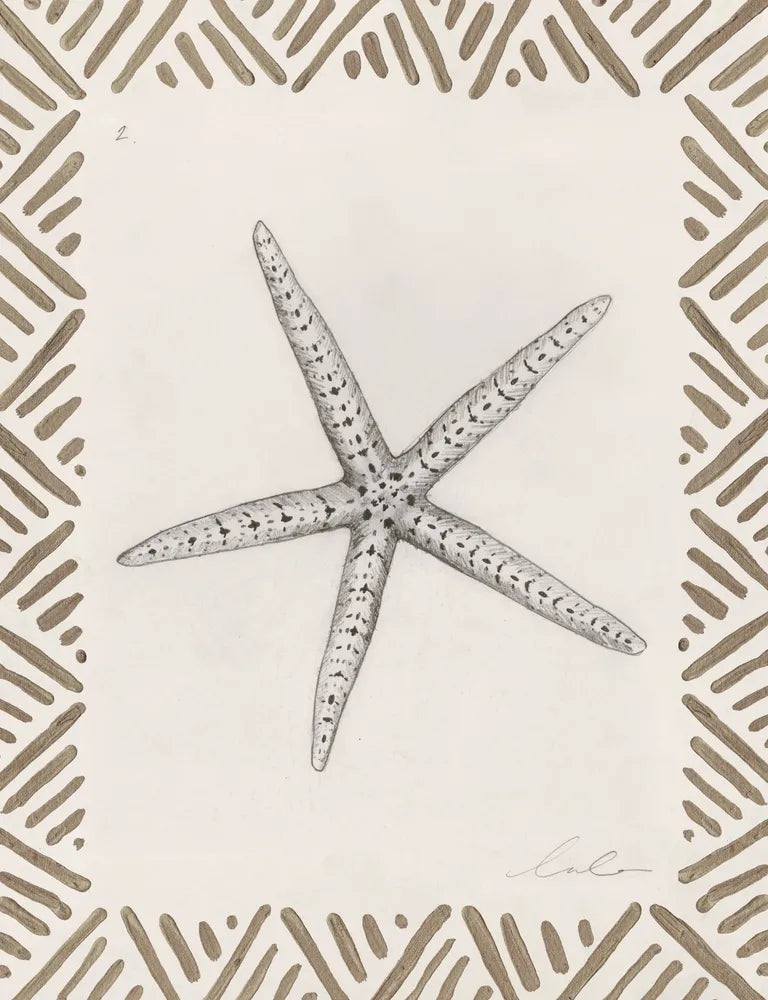 Pencil Shell Drawing II