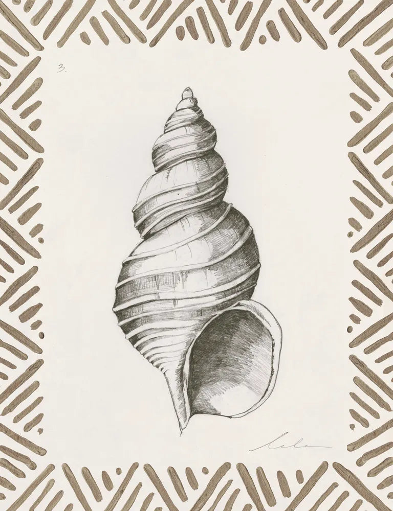 Pencil Shell Drawing III
