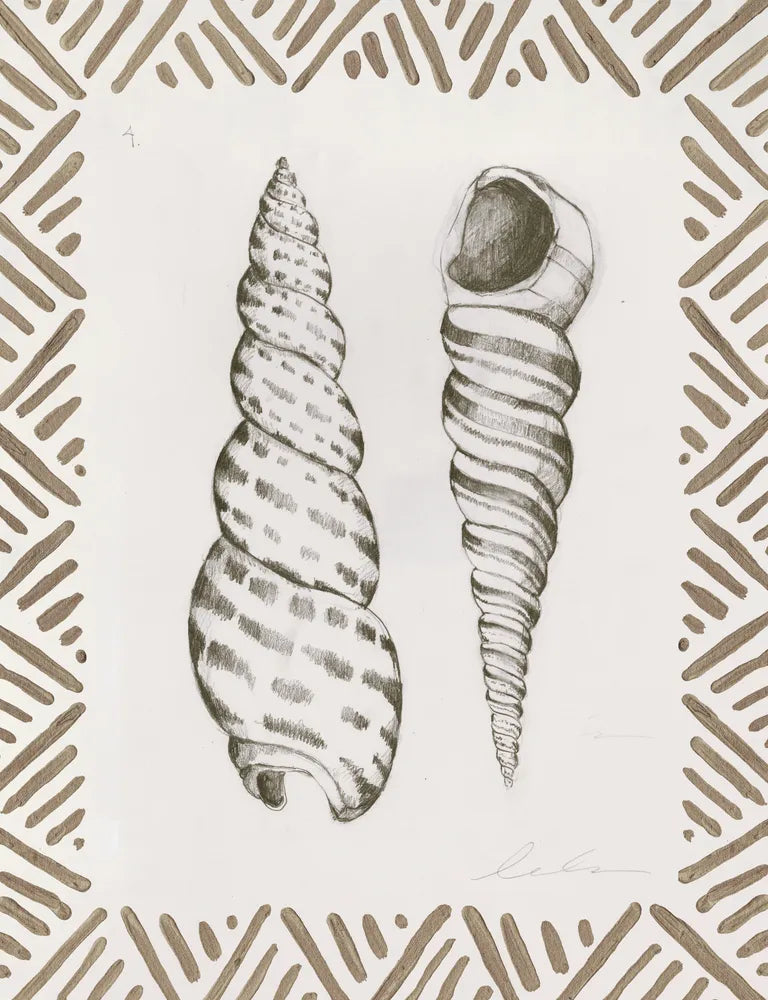 Pencil Shell Drawing IV