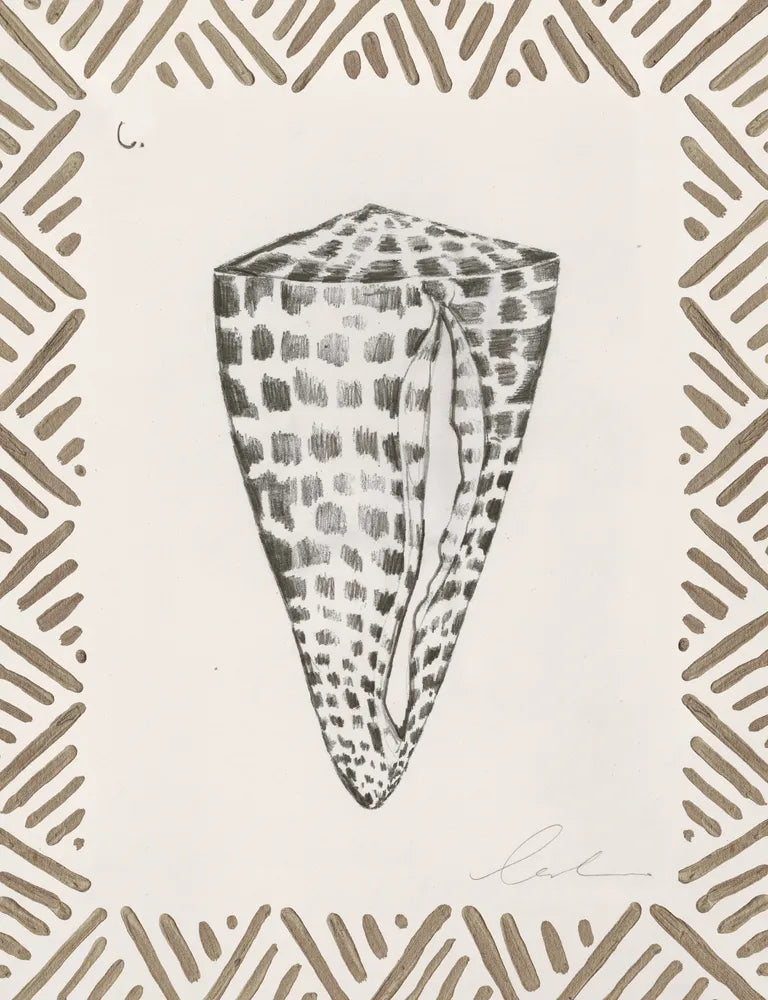 Pencil Shell Drawing VI