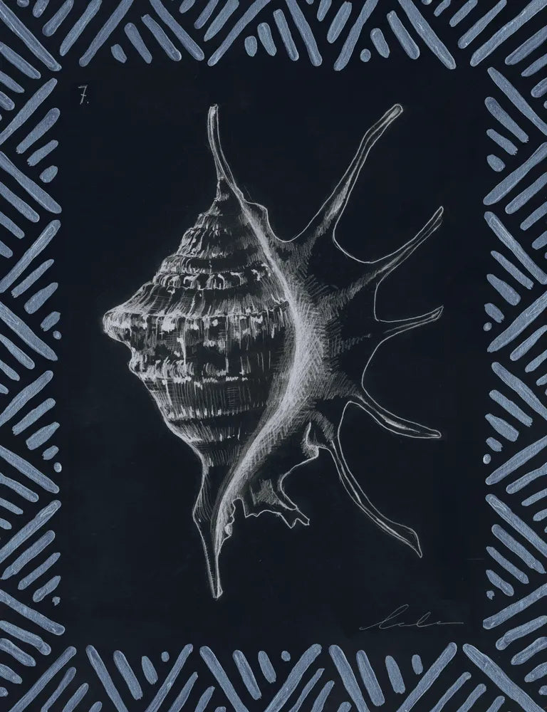 Pencil Shell Drawing VII, Navy