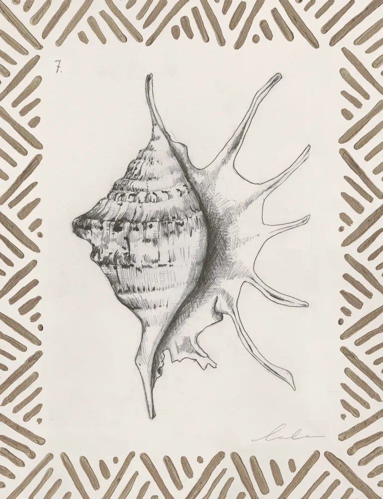Pencil Shell Drawing VII