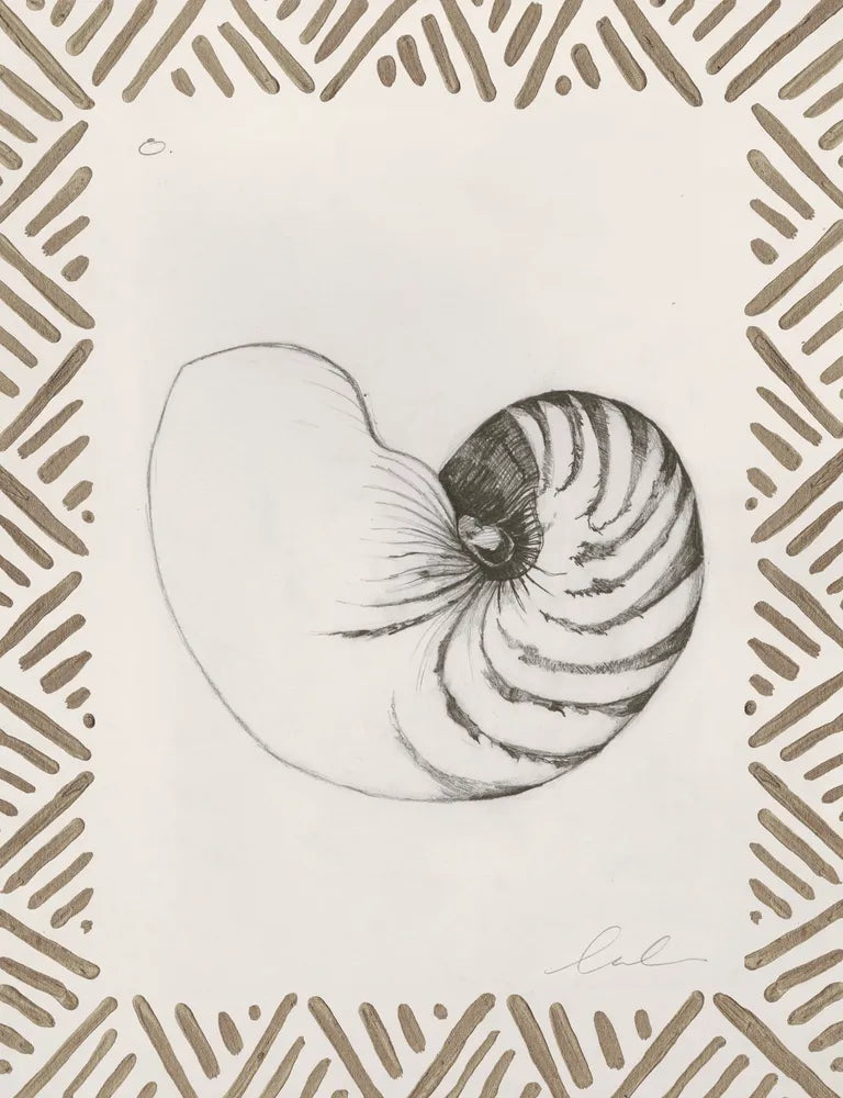 Pencil Shell Drawing VIII