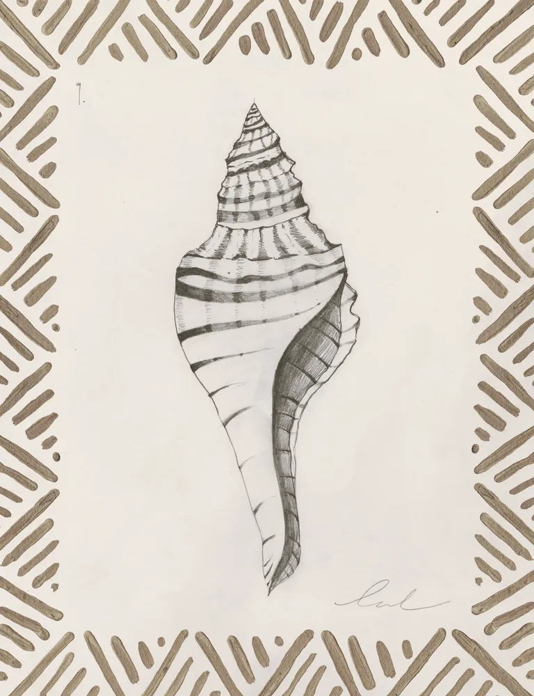 Pencil Shell Drawing IX