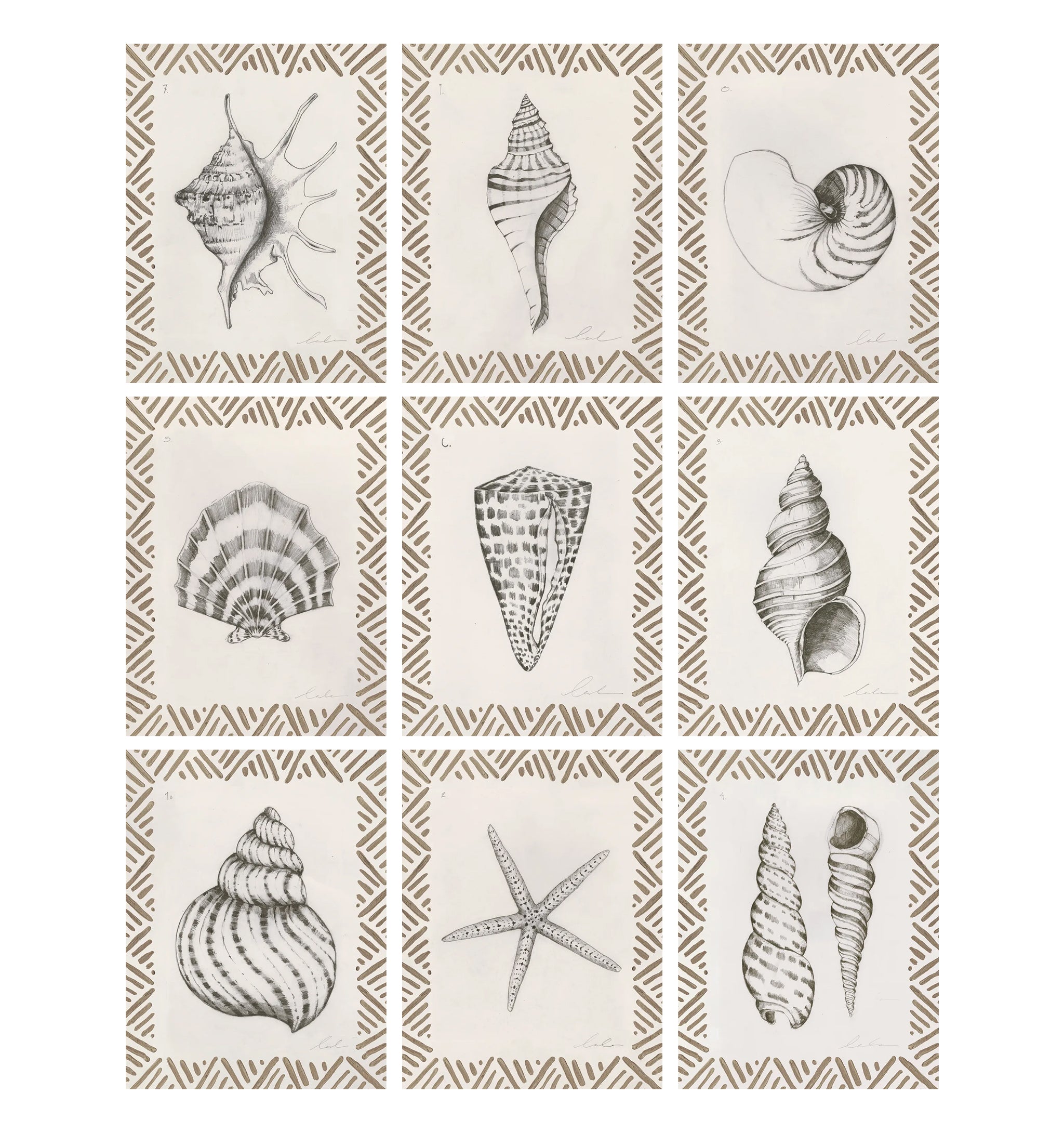 Pencil Shell Drawing - Gallery Wall