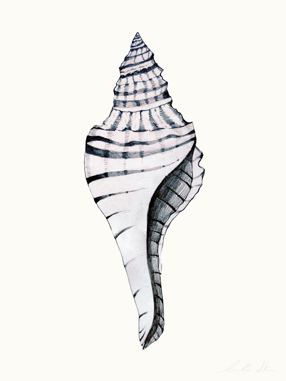 Trumpet Shell Vector Shell Prints – LULU DK
