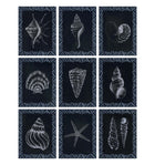 Pencil Shell Drawing, Navy - Gallery Wall