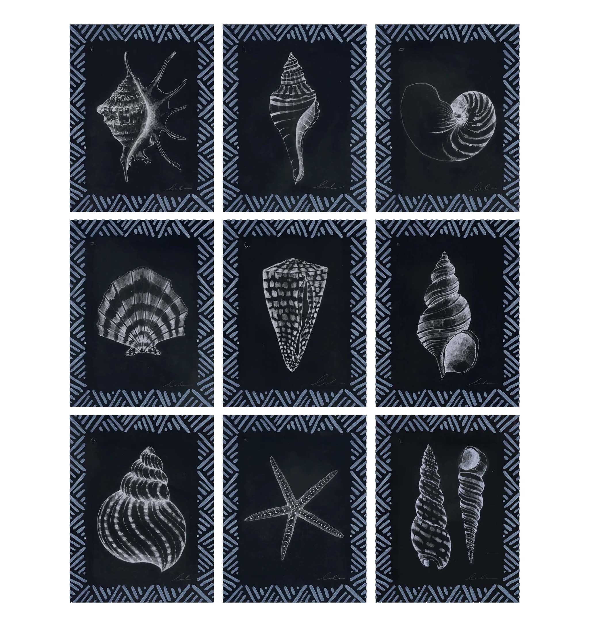 Pencil Shell Drawing, Navy - Gallery Wall